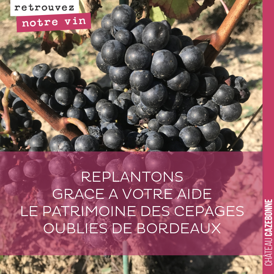 *** PRET AVEC INTERETS EN VIN ***
Nous lançons avec la plate-forme Winefunding un emprunt pour la plantation d'une parcelle de 3 hectares, de cépages oubliés de Bordeaux.
Bordeaux comptait autref...