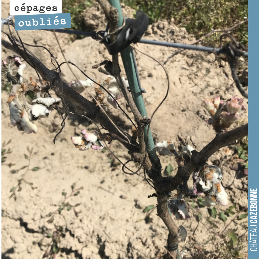 Sur notre plante de Saint-Macaire, tout a grillé. Pas sûr que l’on puisse avoir une vendange cette année !