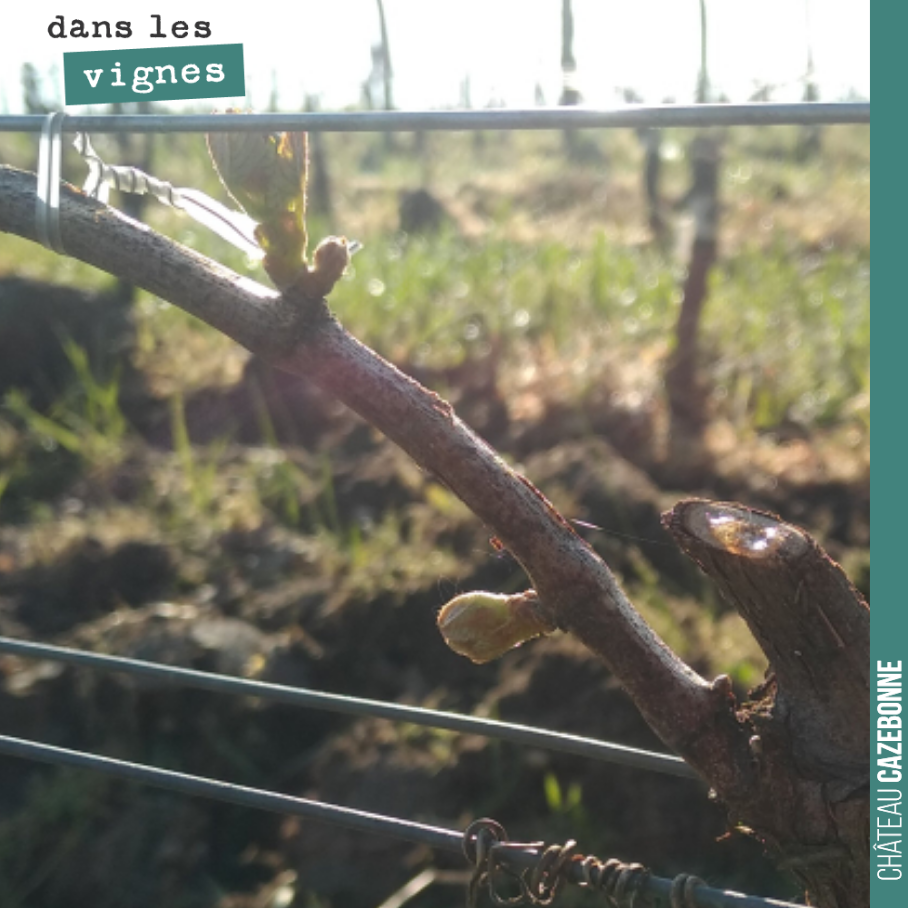 Le Mancin débourre sur notre parcelle surgreffée. Il a réussi à éviter le gros des gelées. Un cépage décidément intéressant dans le cadre du réchauffement climatique.