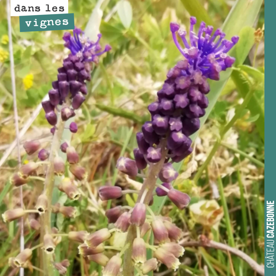 Magnifiques muscari à toupets dans nos vignes. Émerveillement permanent et biodiversité.
Merci Sophie pour la photo !