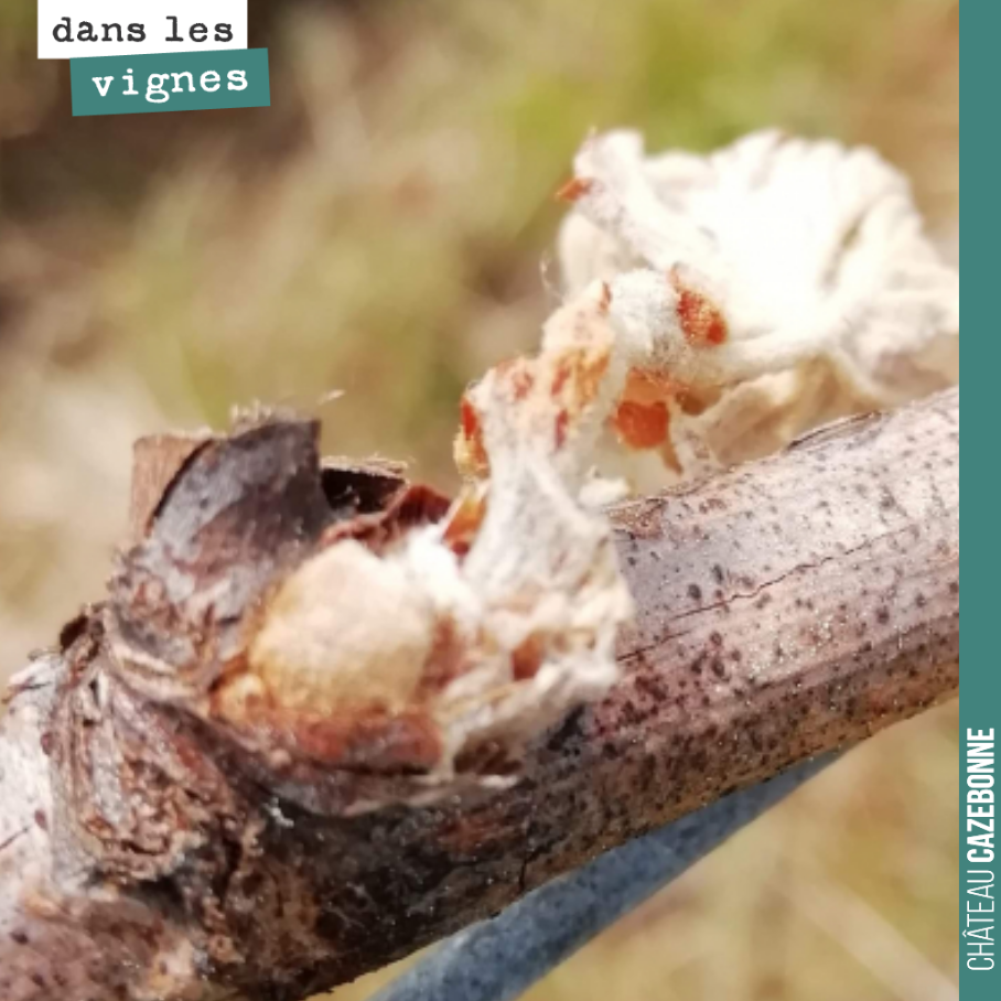 Après le gel du bourgeon principal, on voit bien ici le contre bourgeon qui commence à se gonfler. La vigne repart, redonne des signes de vie après le traumatisme, s’il y a deux semaines.