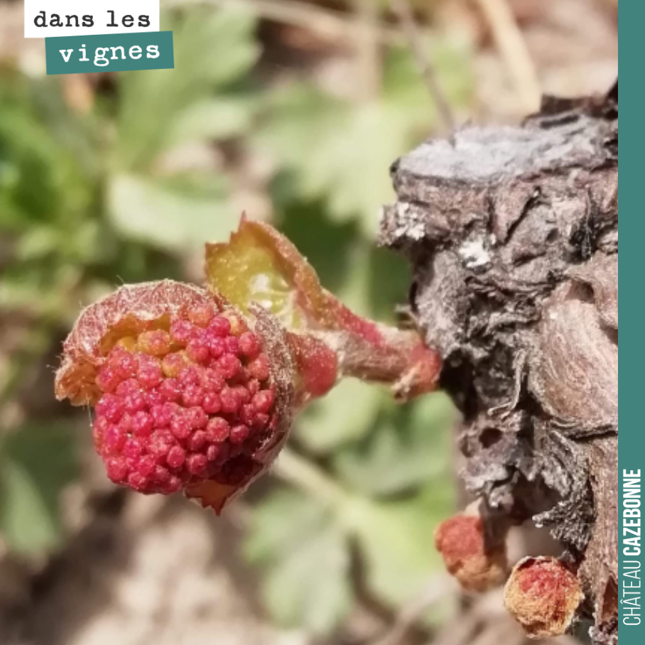 Après le gel, les porte-greffes repartent de plus belle. Ici une inflorescence qui donnera une fleur, mais pas de fruit.
Nous grefferons ce porte-greffe l’année prochaine.
Magique !