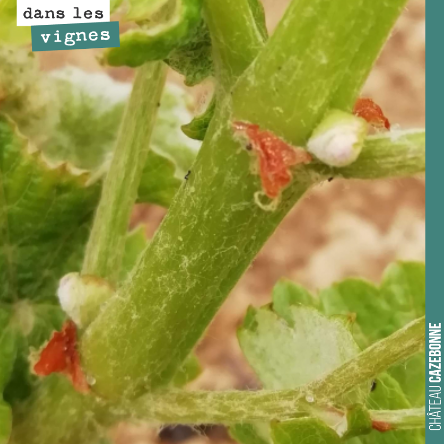 Sur les vignes qui n’ont pas gelé, début de la pousse des entre-cœurs, des rameaux secondaires qui apportent un relai pour la photosynthèse, mais peuvent aussi être une concurrence à la bonne pouss...