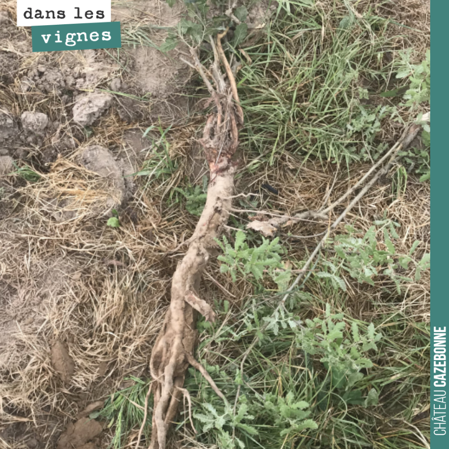 On arrache les feuillus, ici un chêne, qui se sont enracinés sous le rang. Ça descend profond, un chêne !