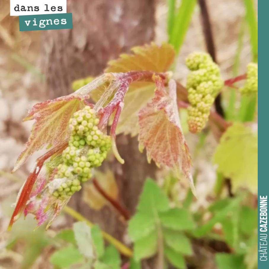 Inflorescences sur repousses de porte-greffes.
Magnifique !