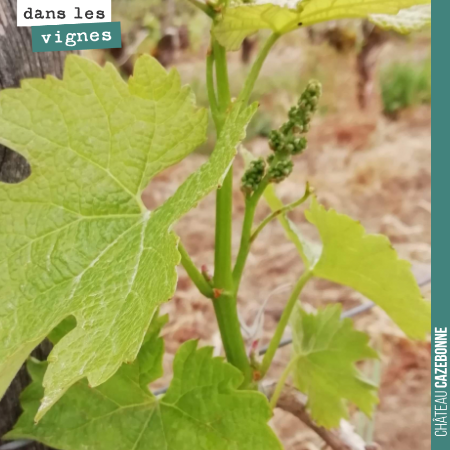 Le gel nous a laissé quelques grappes sur notre parcelle de Merlot de Darche.
Tant mieux, parce que c’est un très joli terroir avec la roche de calcaire à astéries qui n’est jamais très loin, entr...