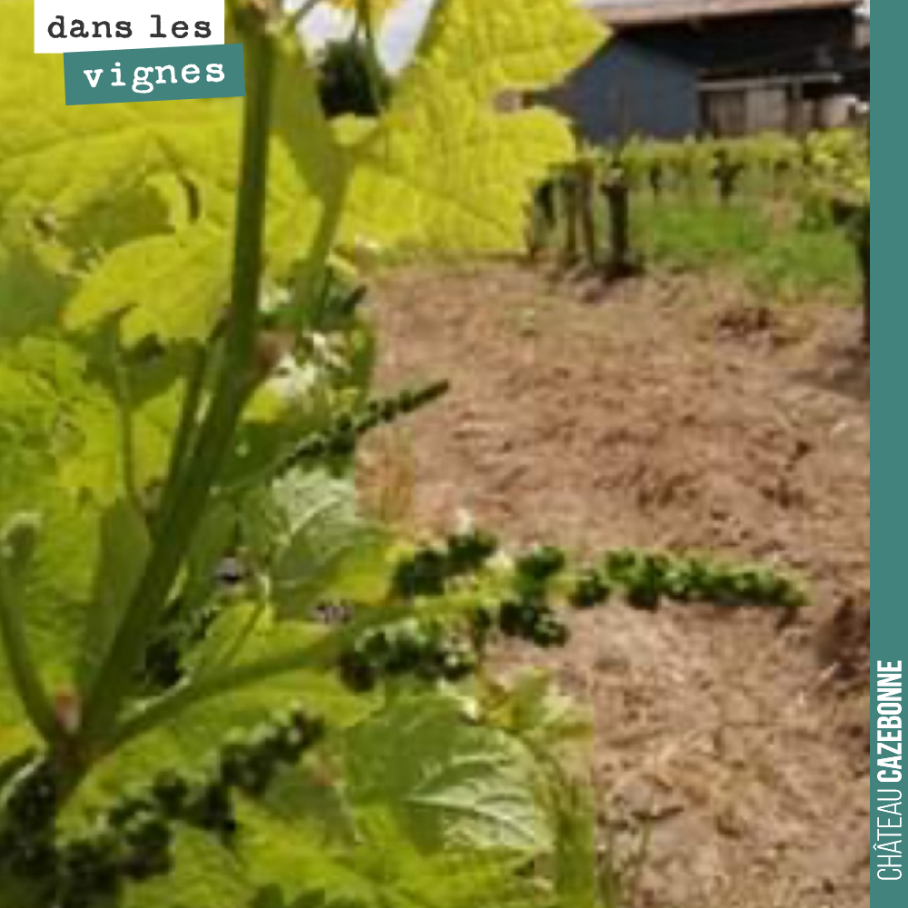 Les pieds qui n’ont pas gelé sont magnifiques et nous promettent de belles grappes.