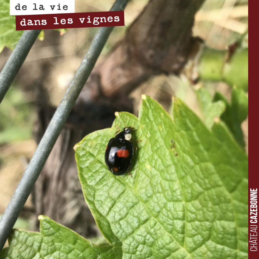 Une coccinelle asiatique sur une feuille de Sémillon de notre parcelle de Bouché.
Ces coccinelles ont été importées en Europe dans les années 1980 pour des fins de lutte biologique. On sait aujour...