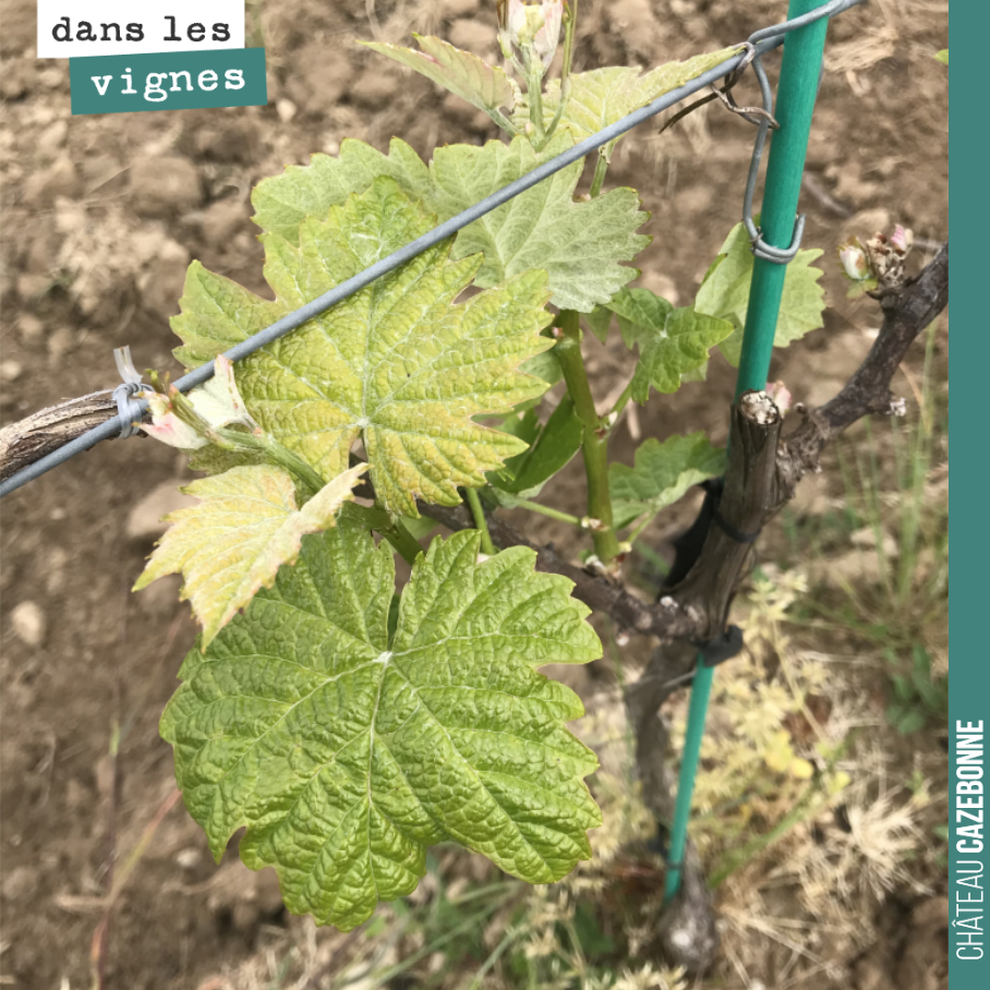 Nos jeunes vignes de petits verdots sont bien réparties après le gel. On ne pas devrait récolter grand chose, mais on essaiera d’en faire une petite cuvée en assemblage avec d’autres cépages anciens.