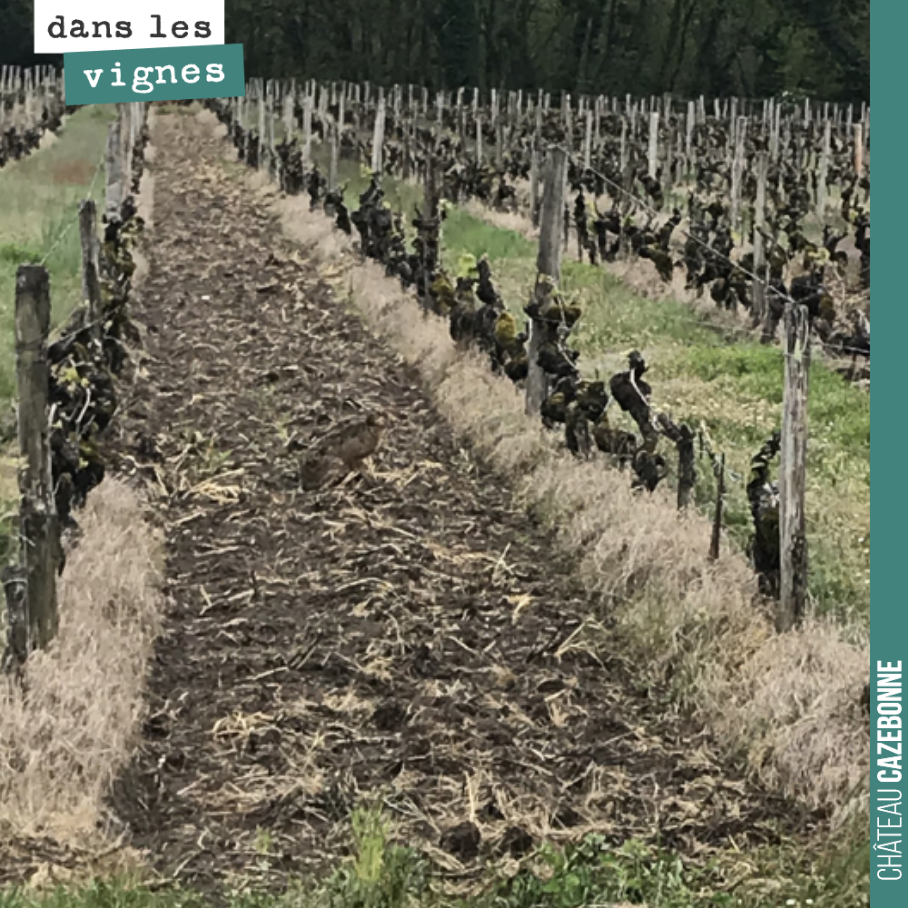 Saurez vous découvrir ce qui se cache dans les vignes du voisin ?
