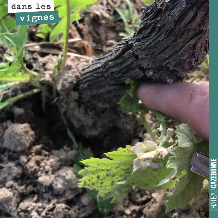 On démarre le travail d’épamprage pour supprimer ces pousses non fructifères et concentrer la sève sur les rameaux qui vont donner du fruit.