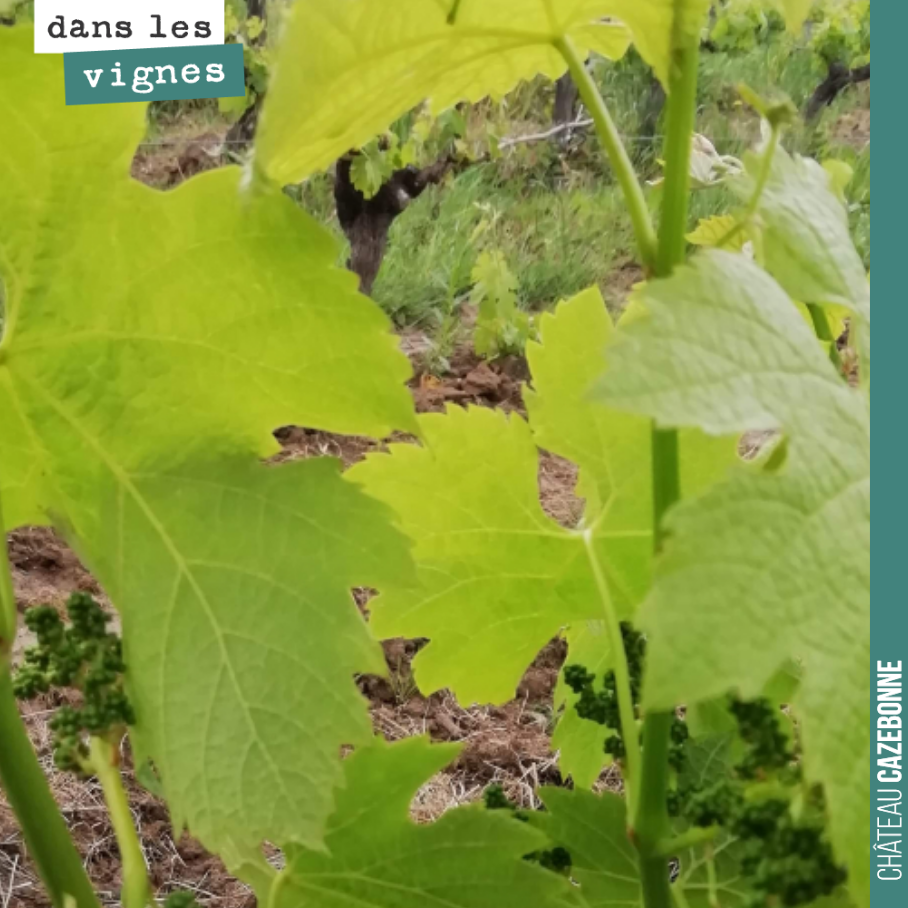 Grosse pousse cette semaine après les chaleurs du week-end dernier.
La saison est bien lancée.
Avec les pluies, il va falloir être vigilant et ne pas rater une fenêtre de tir pour un traitement, ...
