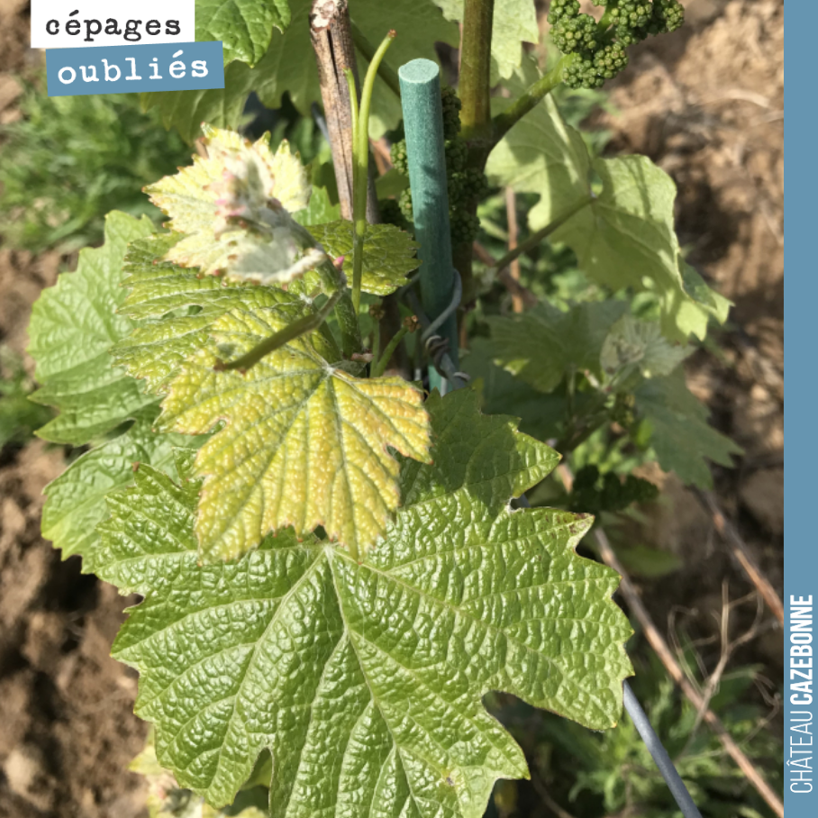 Le jurançon noir est en pleine forme. Un cépage productif très présent dans nos vignes autrefois. Dans les Graves, on parlait de Grand noir, dans l’Entre-Deux-Mers, on le connaissait sous le nom d’...