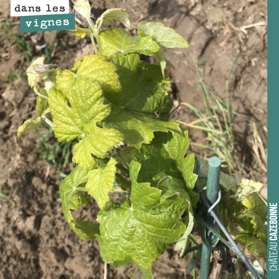 On continue la présentation de nos cépages oubliés avec ici, un plant de Saint-Macaire.