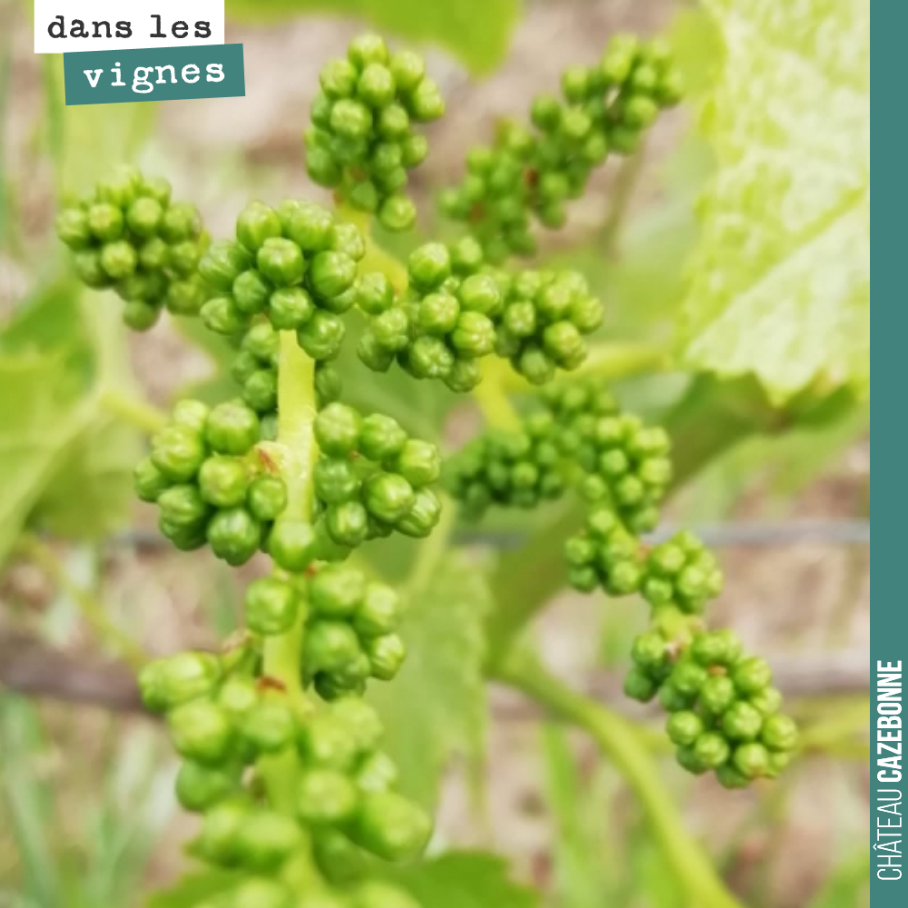 La grappe se forme petit à petit. La floraison n’est plus si loin !