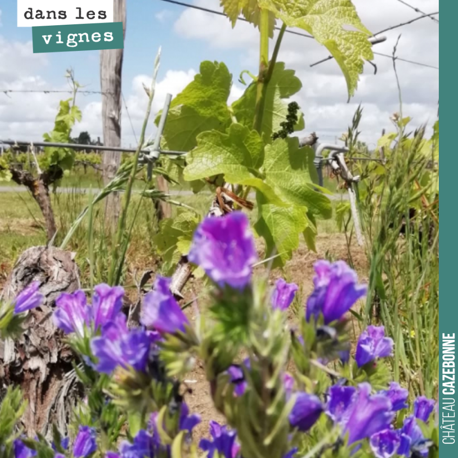 Bouquet de vipérines dans nos vignes.
Biodiversité toujours !