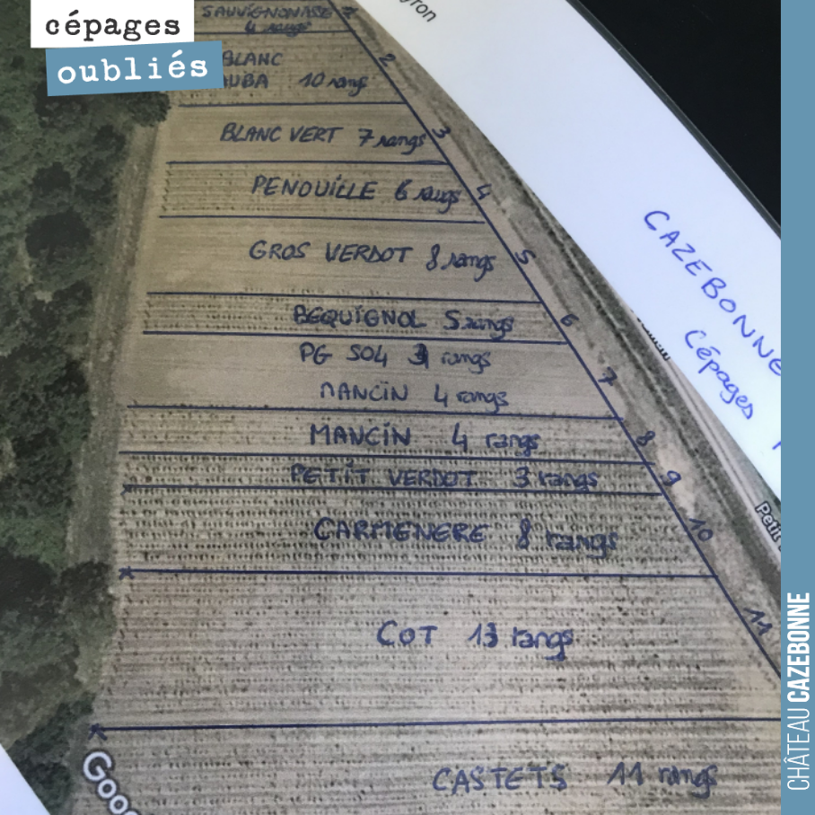 Cela devient compliqué de s’y retrouver dans nos parcelles de cépages oubliés. Déjà 26 cépages plantés sur le domaine, alors on fait des plans pour s’y retrouver.
On a hâte de goûter tout cela en ...