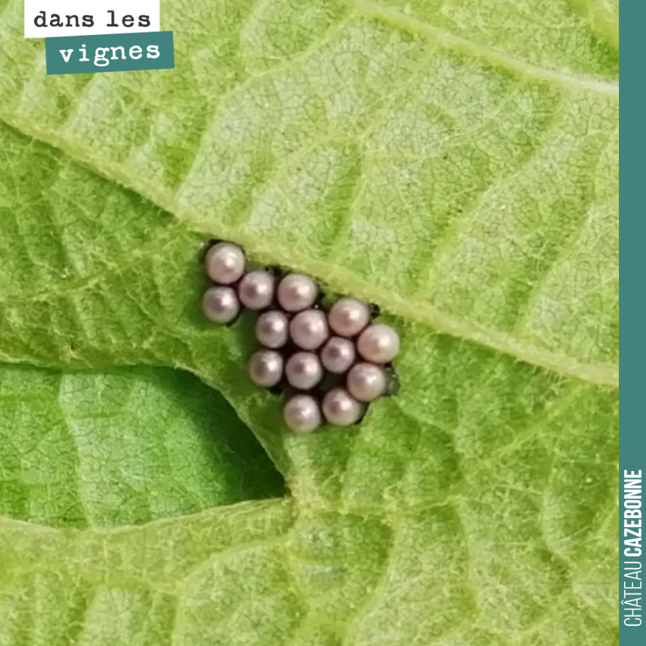 Sous une feuille, un insecte a pondu ces magnifiques billes !
De quel insecte s’agit il ? Mystère !
