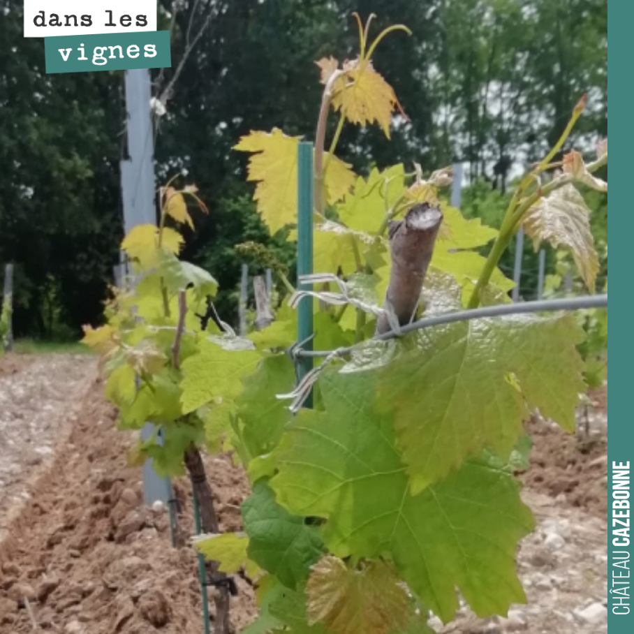 Silence, ça pousse !
Petit Verdot sur notre parcelle de Darche.