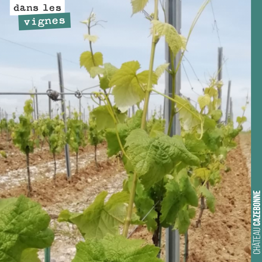Sur les jeunes plantes, il est essentiel de bien travailler sous le rang et éviter une concurrence de la vigne avec les herbes. Donner de la force aux plants, leur permettre de bien s’enraciner, po...