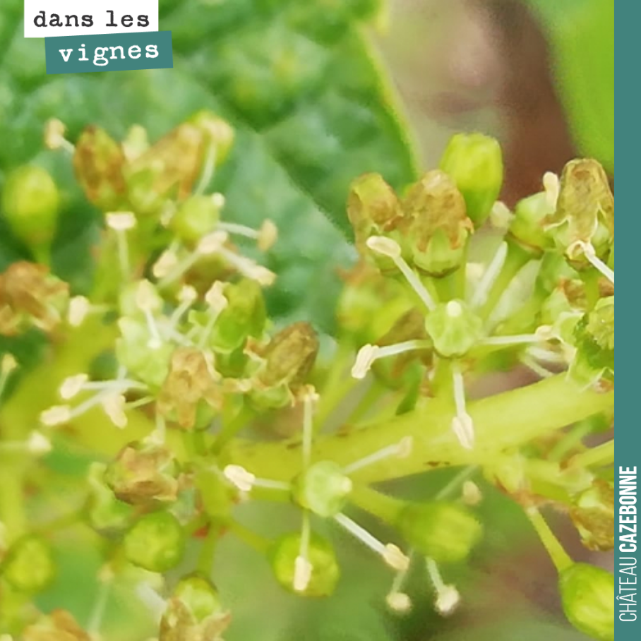 La floraison a commencé sur nos merlots. Période clef qui va transformer ces promesses de grappes en grappes.
Le risque est la coulure et le millerandage si la floraison se passe mal notamment si ...