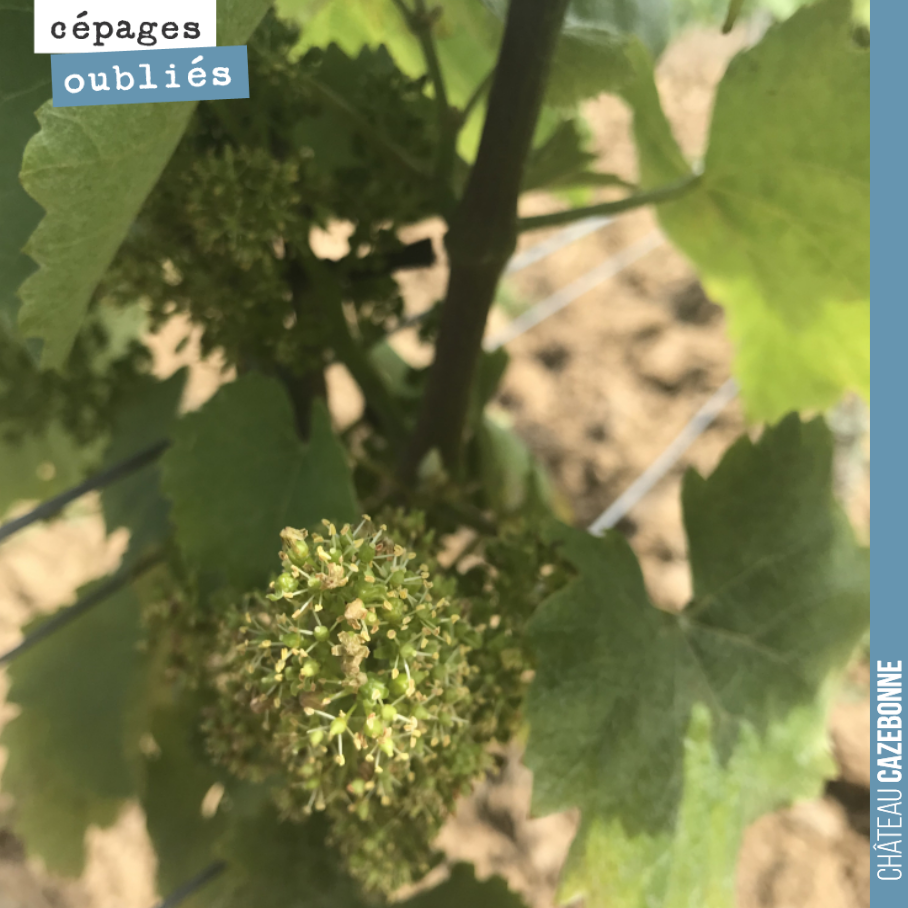 La floraison a démarré sur le Jurançon noir. C’est le cépage qui, au final, a montré les plus belles capacités de résilience après le gel. Il est reparti et nous propose en repousse de belles grappes.