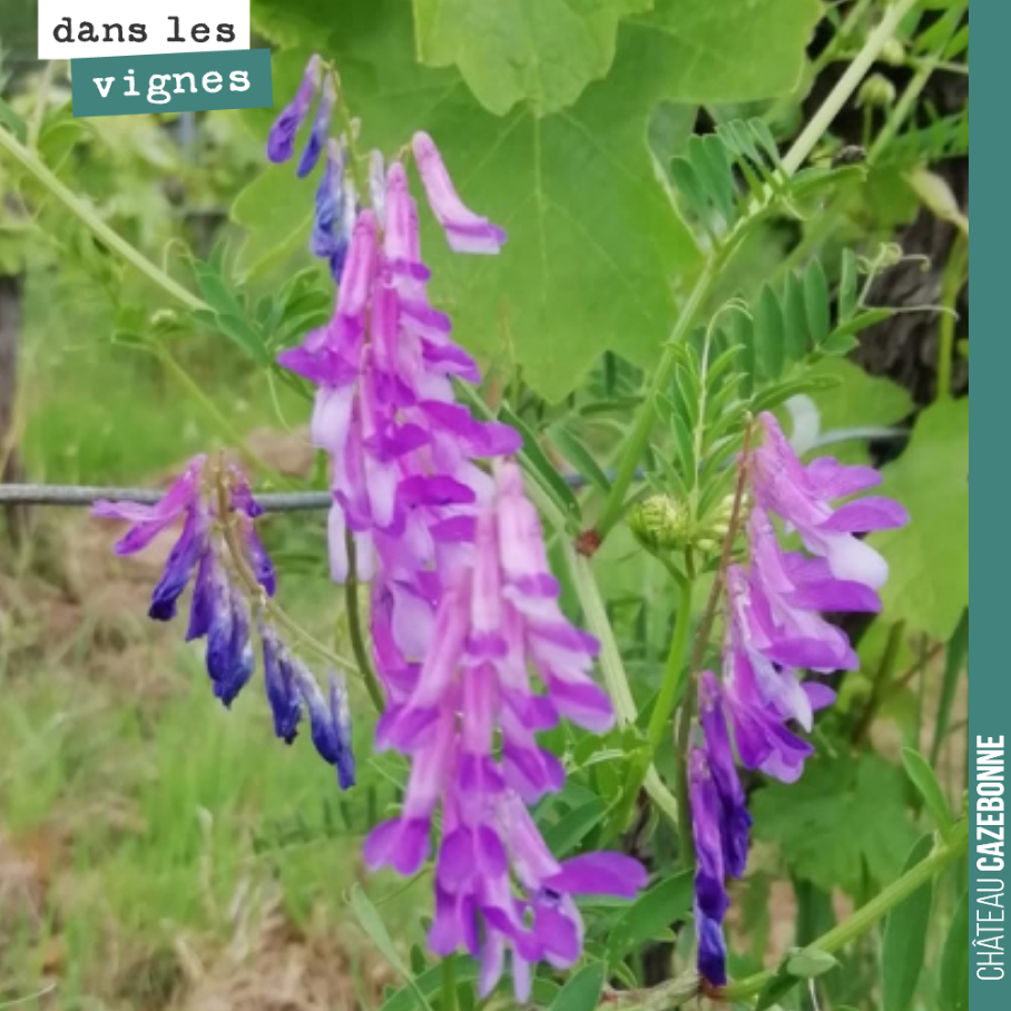 Magnifiques fleurs de vesces dans les vignes.
Bonne journée !