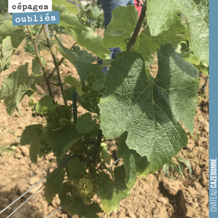 30cm de pousse sur certaines parcelles la semaine dernière. Avec la chaleur et de l’eau dans le sol, la vigne rattrape le temps perdu, après le gel et les températures fraîches qui ont suivi...
Ic...