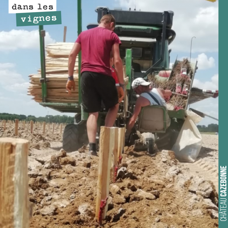 On plante sans relâche. Il y a de l’eau dans le sol, mais s’il ne pleut pas en début de semaine, il va falloir arroser. Il ne faut pas que les plants manquent d’eau, à ce stade.