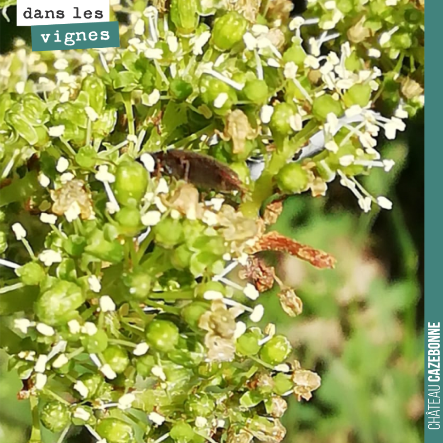 La floraison bat son plein. Elle se déroule très vite, plutôt bien, même si on observe un peu de coulure sur les merlots. Une conséquence du gel et du froid qui a suivi. La vigne a souffert.
Espér...