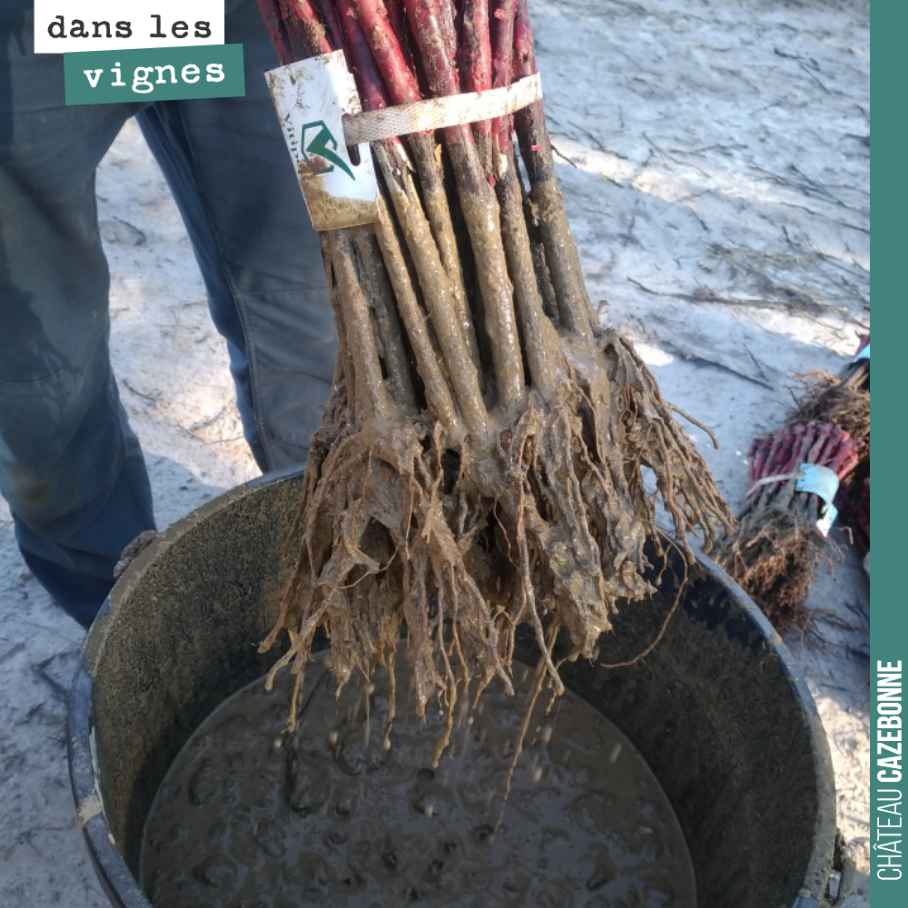 Pralinage des plants lors de la plantation. Très important pour aider la plante dans son développement racinaire.
La recette de Nicolas Jamin qui nous accompagne sur le vignoble :
10kg de bouse d...