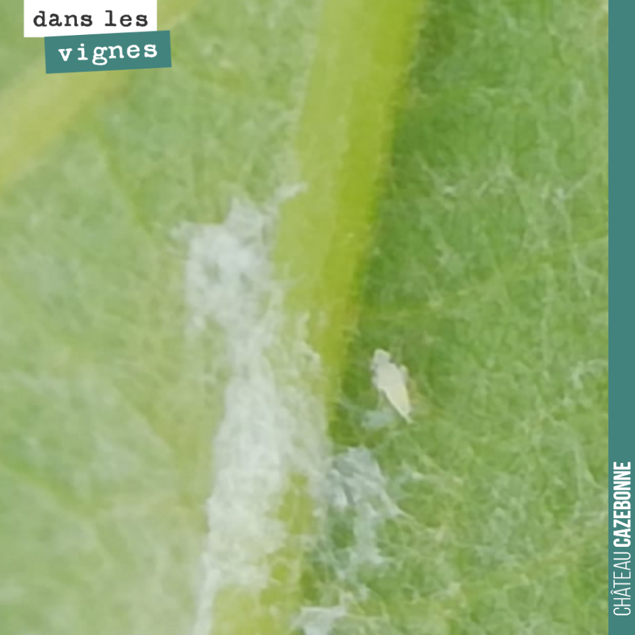 Ce petit insecte sous la feuille est une cicadelle. Pas en soi un danger pour la plante, mais il se trouve que cette insecte est le vecteur de transport du phytoplasme de la flavescence dorée.
Si ...