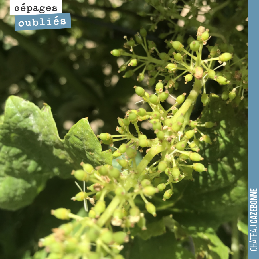 On a, cette année, de grandes disparités sur les dates de floraison entre parcelles. Ici une inflorescence de Saint-Macaire.
Le choix des dates de vendange, parcelle par parcelle va être crucial. ...