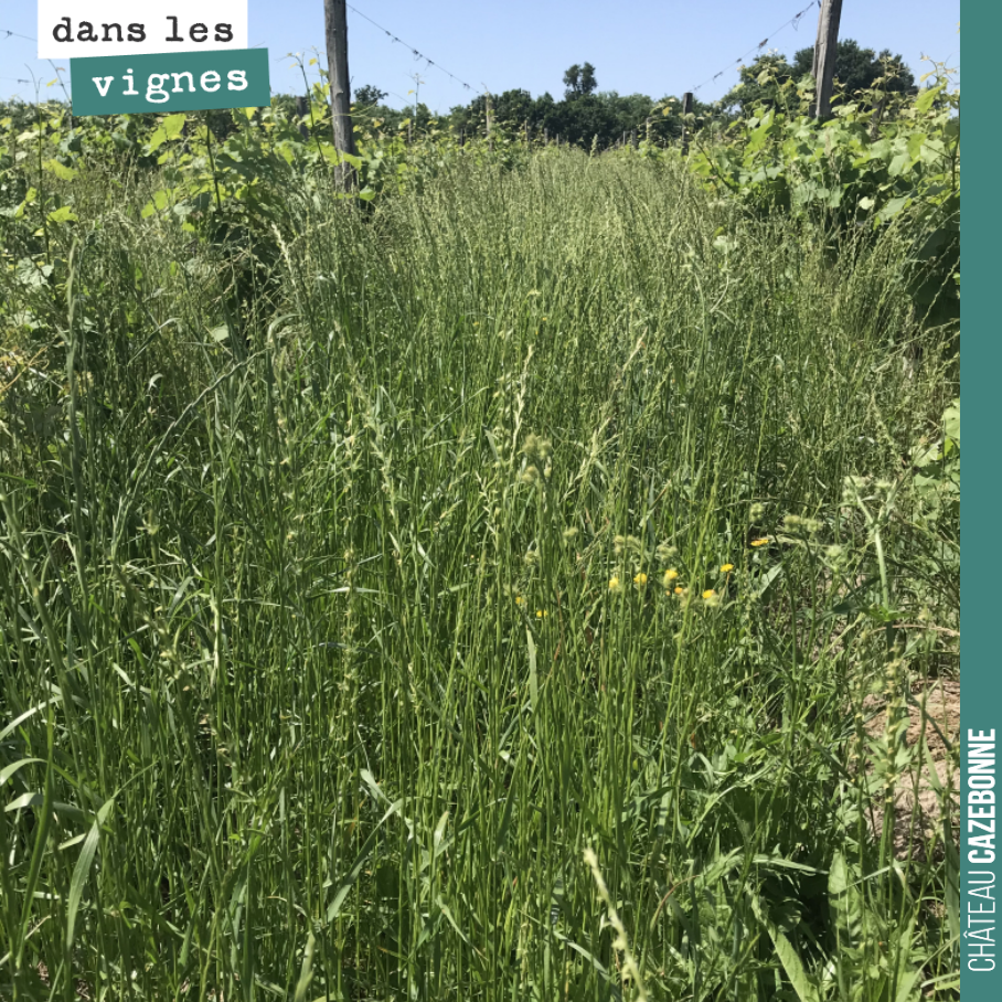 Avant les pluies de ces derniers jours, l’herbe avait déjà bien poussé dans nos rangs de vigne. On va devoir tondre un peu partout, parce que l’herbe va repartir encore plus fort, dans les 10 proch...