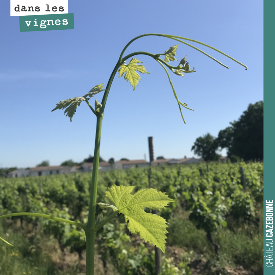La vigne est belle, cette année. Elle nous montre, une fois de plus, à quel point elle est capable de résilience.
Un hiver doux, un débourrement précoce et derrière des gelées au mois d’avril, qui...