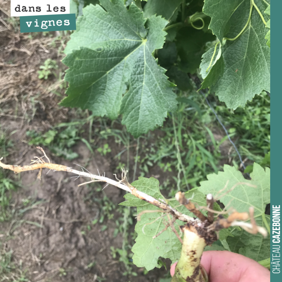 Avec cette pluie permanente, la vigne nous rappelle que c’est une liane. Ici une racine a poussé directement sur une pampre, à même le cep, en hauteur !