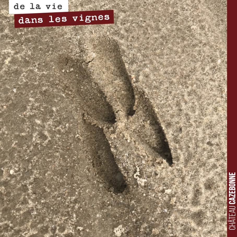 Devinette :
Quel animal est passé dans notre jeune plantation ?