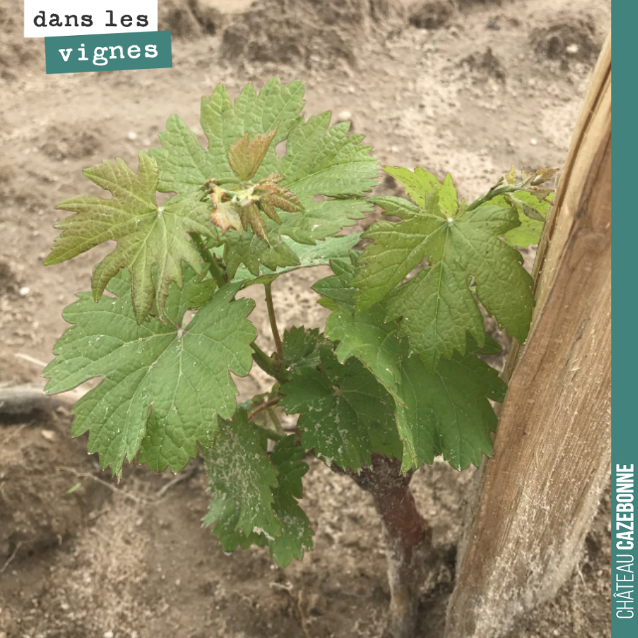 La bonne nouvelle avec ces pluies, c’est que notre jeune plantation se porte à merveille ! Pas besoin d’arroser, toujours cela de pris.
Et quand on sait à quelle l’implantation d’une vigne est imp...