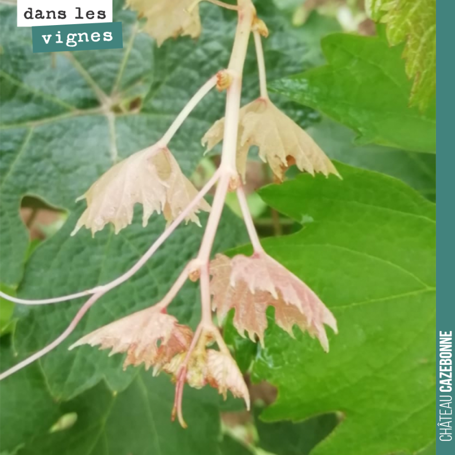 La vigne garde très longtemps la mémoire des traumatismes qu’elle a subi. Ici une phytotoxicité à un désherbant hormonal qui a peut-être été appliqué il y a une dizaine d’années. Ces produits sont ...