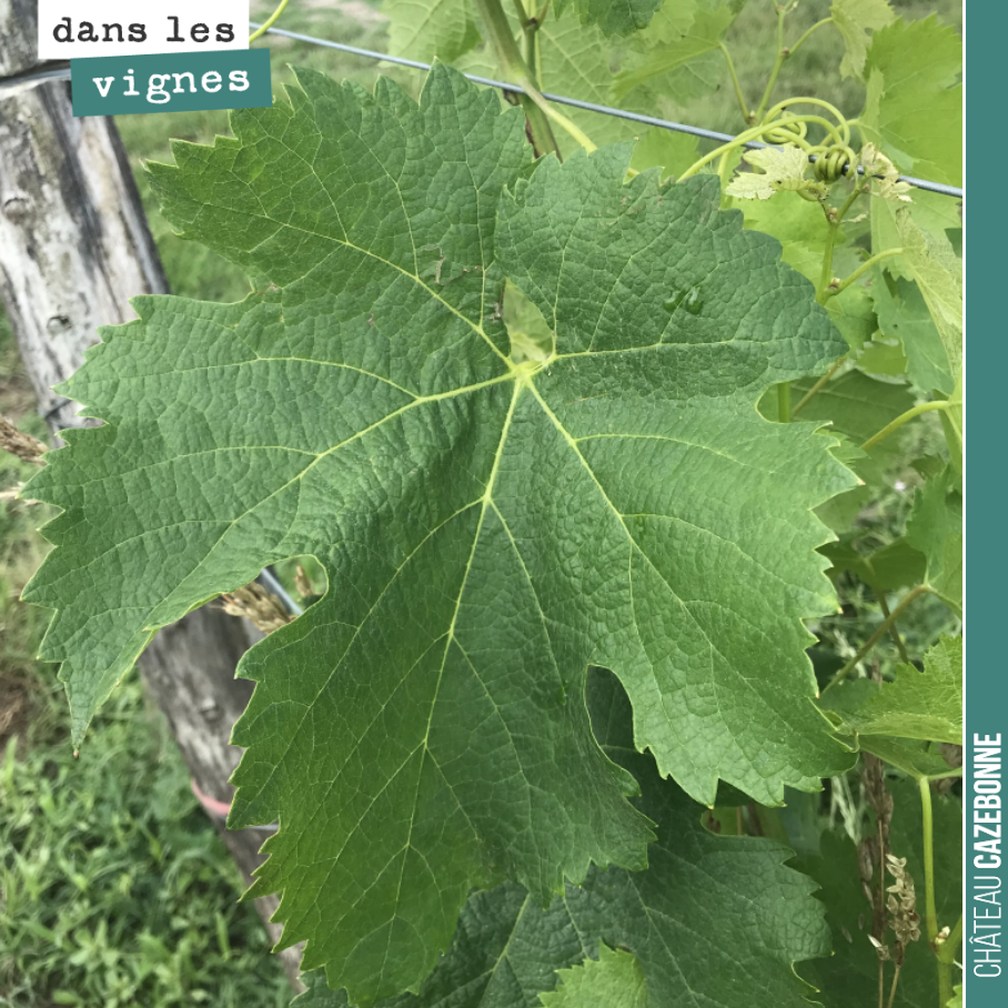 La taille des feuilles est incroyable cette année. Pas de stress hydrique, de la chaleur, la vigne s’en donne à cœur joie. La mise en réserve va être optimale pour l’année prochaine.