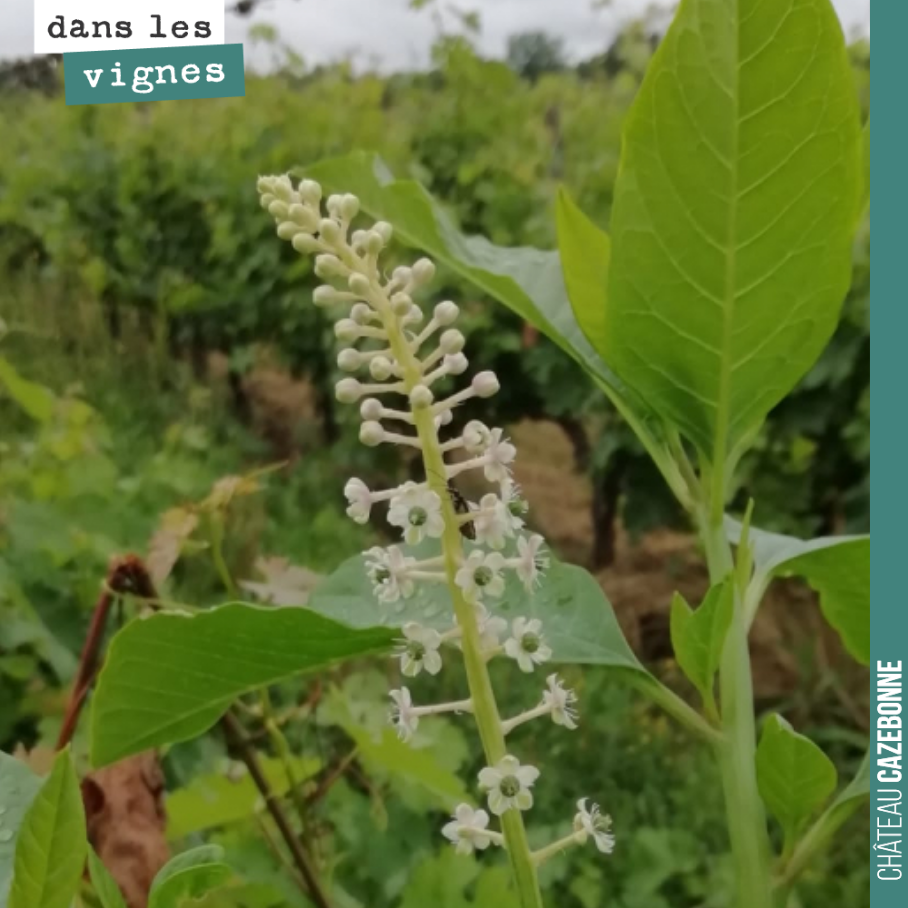 Le phytolacca ou raisin d’Amérique, une plante toxique et invasive, qu’il faut aller enlever, à la pioche. Ses graines sont diffusées par les oiseaux et la plante peut devenir très envahissante.