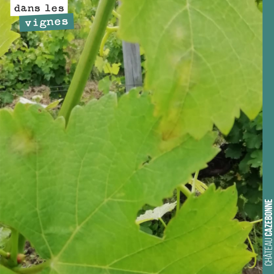 Premières tâches de mildiou. On vient de vivre un mois très compliqué à gérer. Des pluies incessantes avec un total de 130mm en un mois, total hors normes pour un mois de juin.
Du coup les maladie...