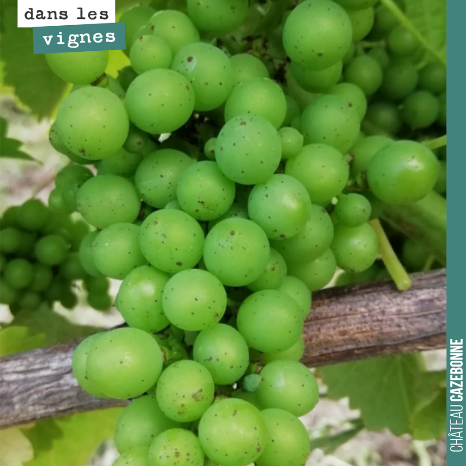 Les stades d’avancement sur les grappes sont très hétérogènes cette année. Le gel est passé par là.
Les vendanges ne vont pas être simples.