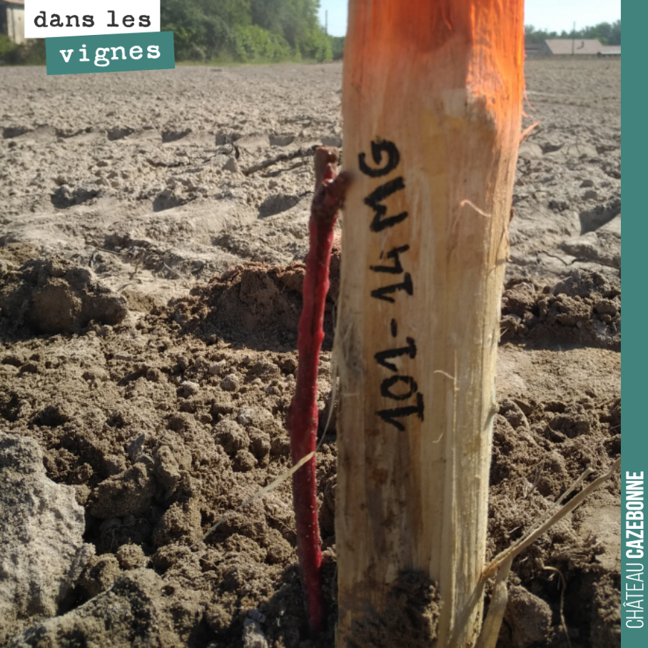 Pour s’y retrouver dans les variétés de porte-greffes que l’on a planté !