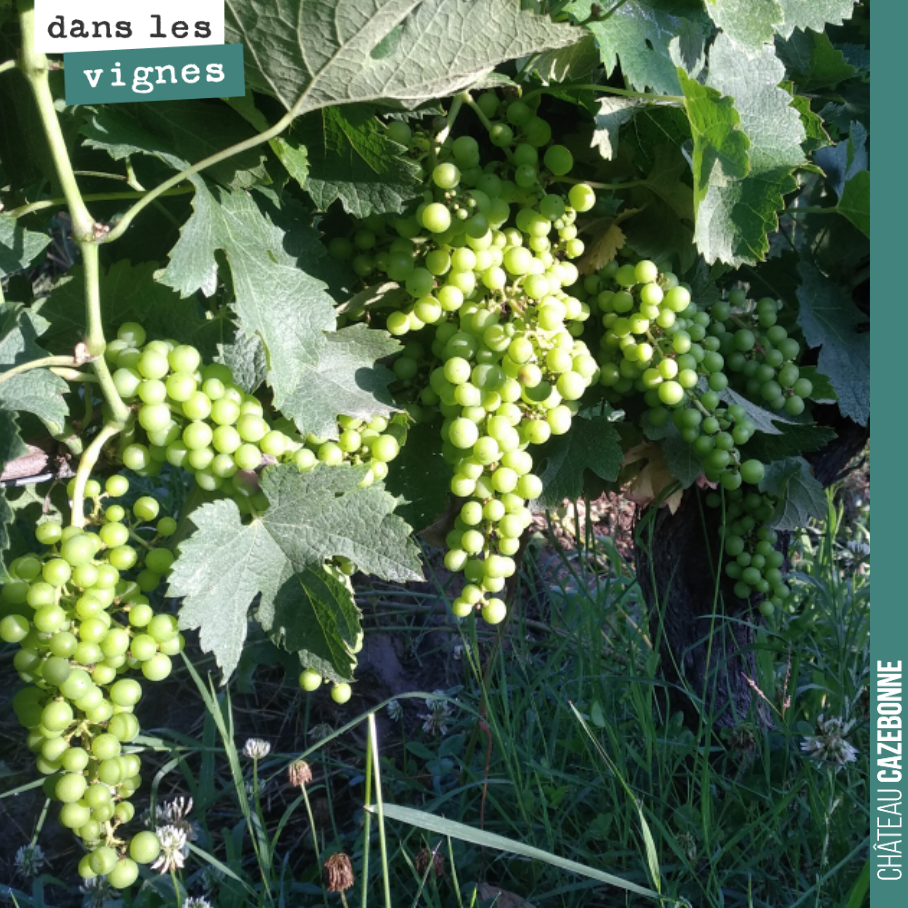 Les grappes sont rares, cette année, mais quand elles sont là, cela fait plaisir !