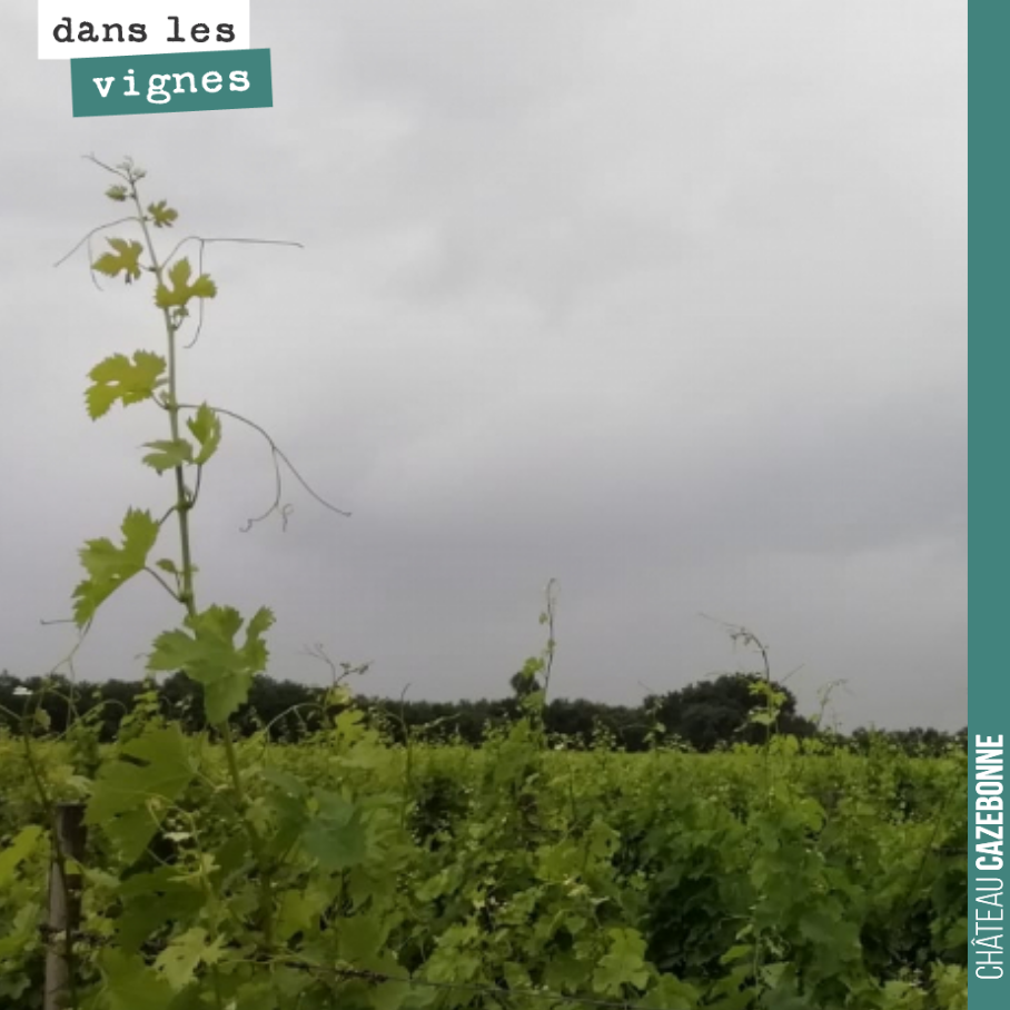 Encore 14mm de pluie hier. On n’avait pas besoin de cela, le mildiou est là, partout, sur tous les cépages, principalement sur les jeunes feuilles, sur les entre cœurs, mais il demande que de la pl...