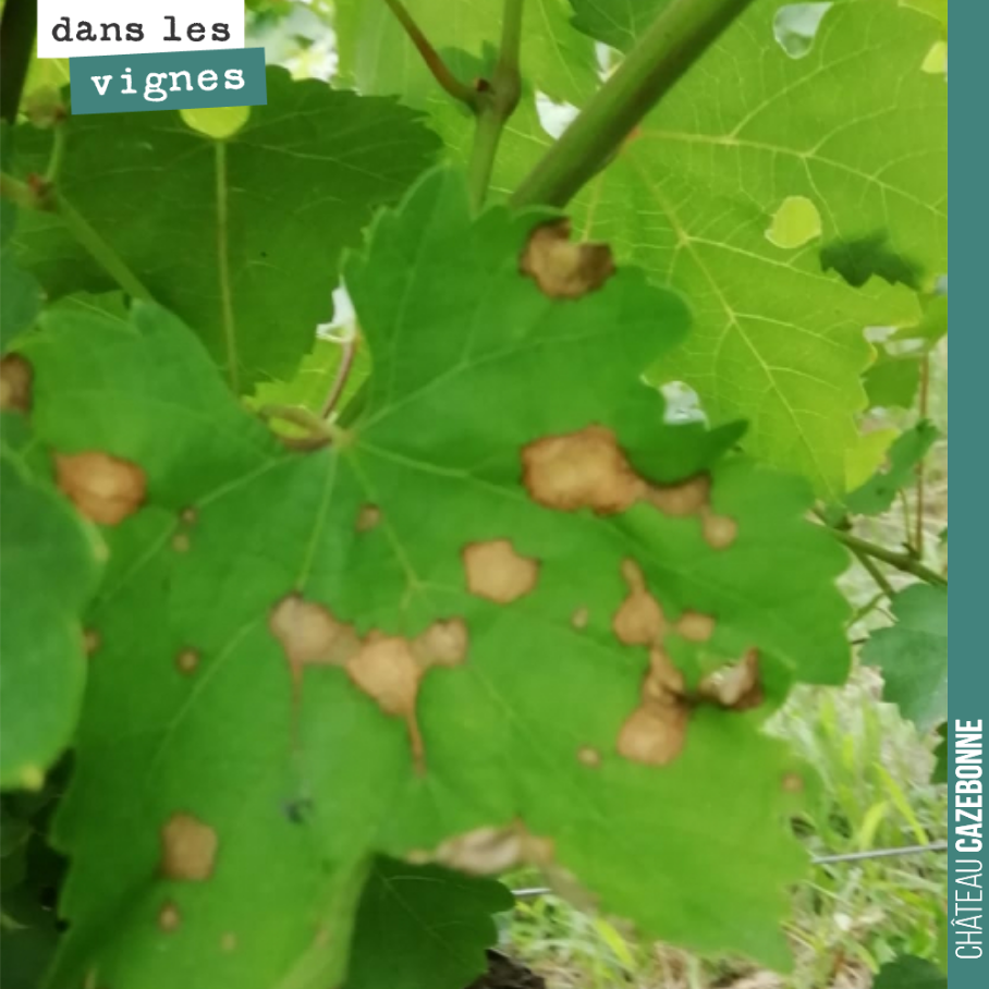 En bout de rang, sur notre parcelle de Cazebonne, un pied criblé de brûlures de blackrot.
Le beau temps est annoncé pour la semaine prochaine, cela ne devrait pas faire de mal.