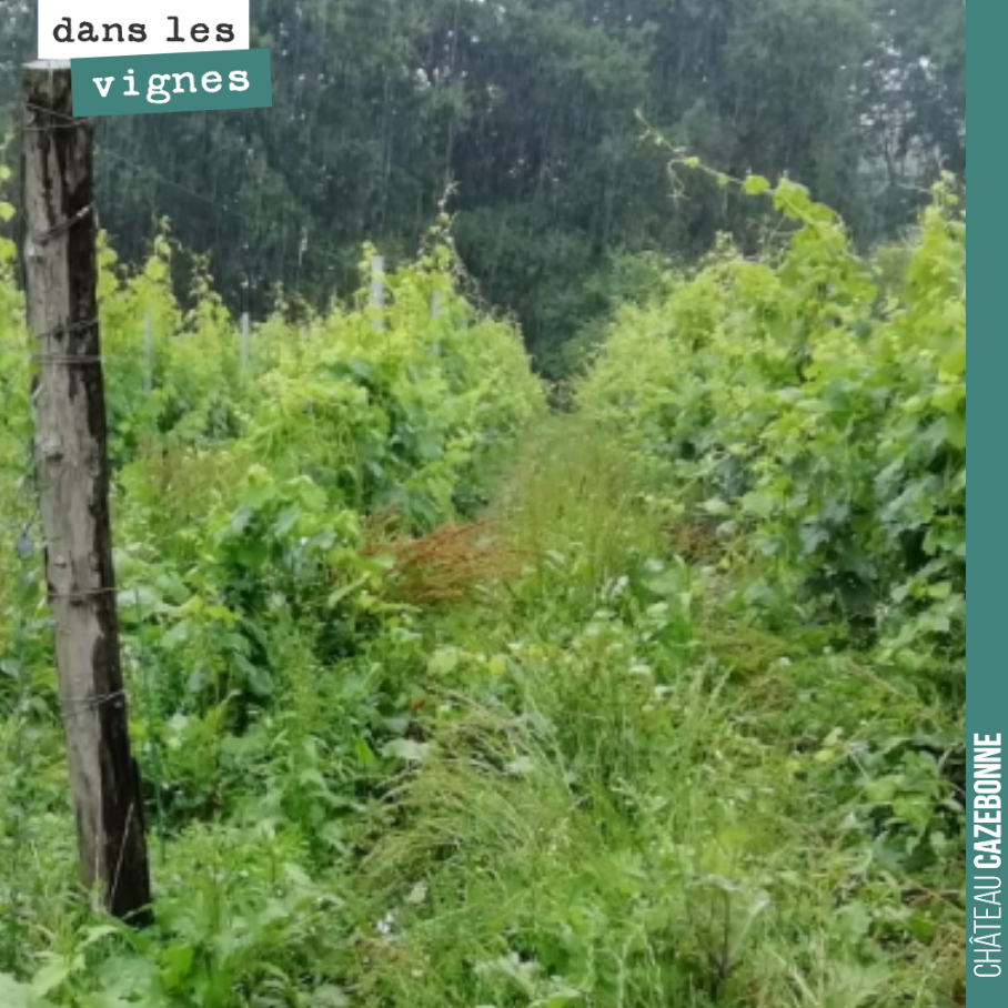 On a un peu de mal à suivre le rythme, cette année. La vigne est folle, il nous manque un levage à faire sur cette plante de Petit Verdot et à écimer, tondre et travailler sous le rang. Et on pourr...