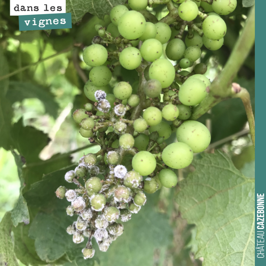 Voilà ce que donne le mildiou sur grappes. Les dégâts sont sensibles, cette année. Difficile à estimer, mais certainement entre 10 et 20%, qui s’ajoutent aux pertes dues au gel.
Il n’y aura pas be...