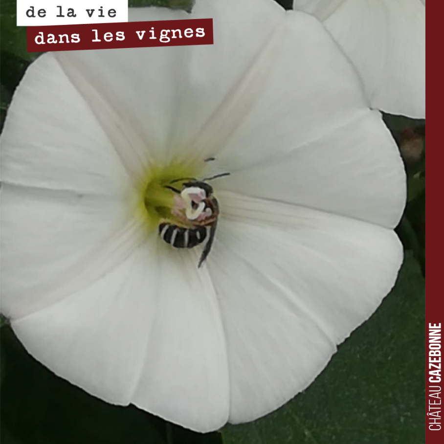 Mais qu’est ce qui se cache dans cette fleur de liseron ?